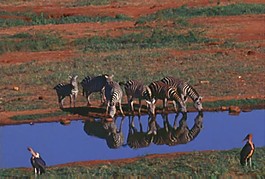 斑马喝水素材下载