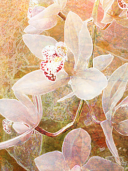 抽象花朵背景素材