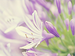 紫色鲜花花卉主题ppt模板