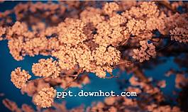 浪漫樱花主题ppt模板