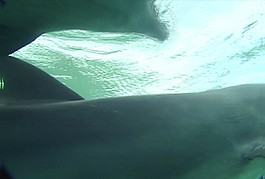 海水素材下载