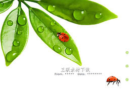 绿叶瓢虫背景ppt模板