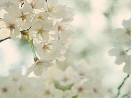 梅花背景ppt模板