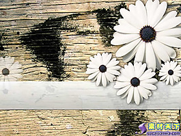 白菊花怀旧木纹PPT模板