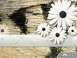 怀旧木纹白菊花PPT模板