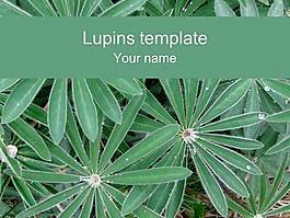 羽扇豆的PPT模板