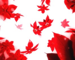 婚礼情人节视频素材素材下载