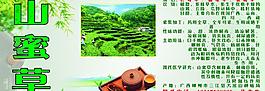 山蜜草图片