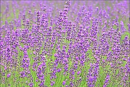 花朵背景视频
