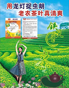 铁观音茶 单页图片