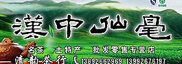 汉中仙毫图片