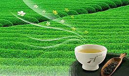 龙井茶图片