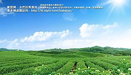 茶园图片