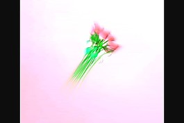 情人节礼物视频