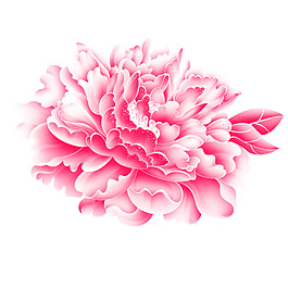 牡丹花素材