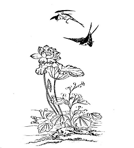 荷花图案