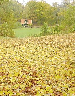 金色的地毯图片
