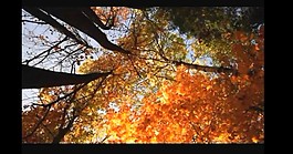 枫叶