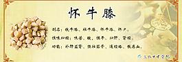 怀牛膝图片
