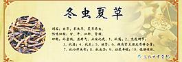 冬虫夏草图片