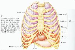 人体肋骨示图图片