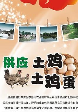 土鸡土鸡蛋易拉宝图片