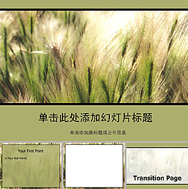 迎风飘扬的小麦穗ppt模板