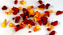 情人节视频玫瑰花瓣