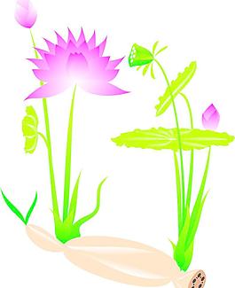 荷花 莲藕图片