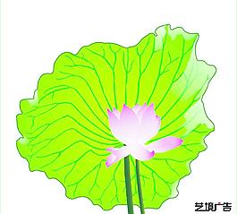 荷花 莲花图片