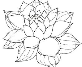 中国元素 荷花图片