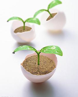 鸡蛋创意图片