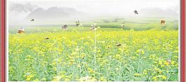 油菜花 风景画图片