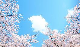 樱花 蓝天图片