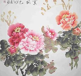 牡丹图片