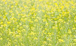 油菜田 油菜花图片