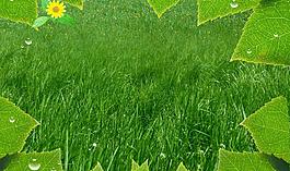 树叶 草地 绿色图片