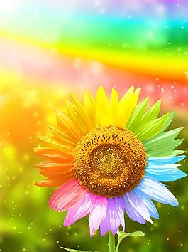 彩色向日葵图片