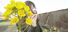 油菜花图片