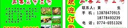 土鸡图片