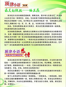 顶津小语 最美的绽放 依米花图片