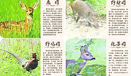 鹿 野鸡 狍子 野猪图片