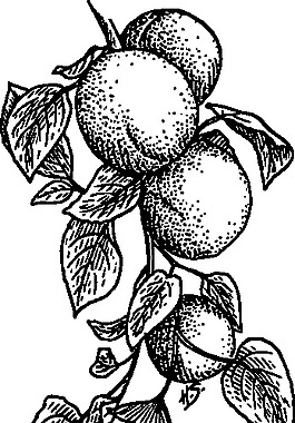 杏剪贴画