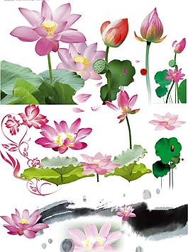 花蕾 荷花psd源文件图片