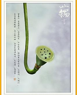 莲藕图片