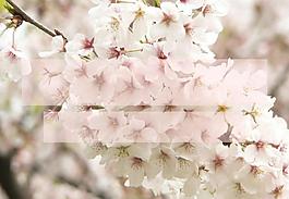 樱花绽放PPT模板