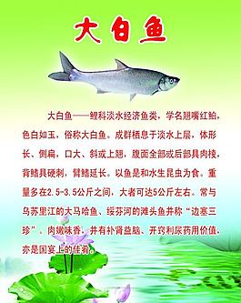 大白鱼图片
