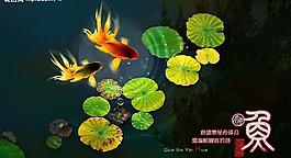 游鱼戏水图片