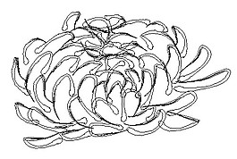 矢量菊花图案