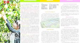 生机金阳折页图片